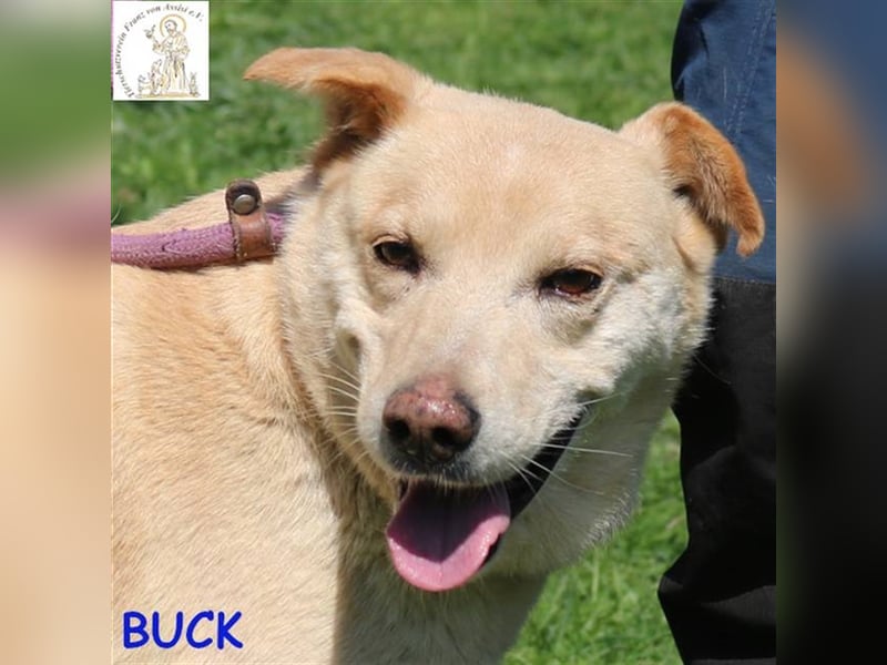Buck - ihm scheint die Sonne aus dem Hintern