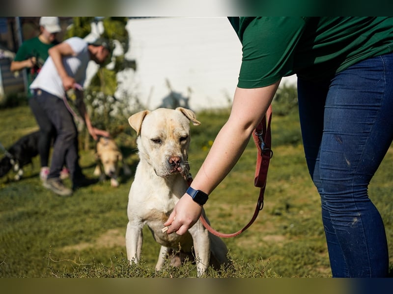 Labanc sucht Ruhe in A/CH/NL/SWE