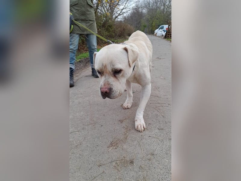 Labanc sucht Ruhe in A/CH/NL/SWE