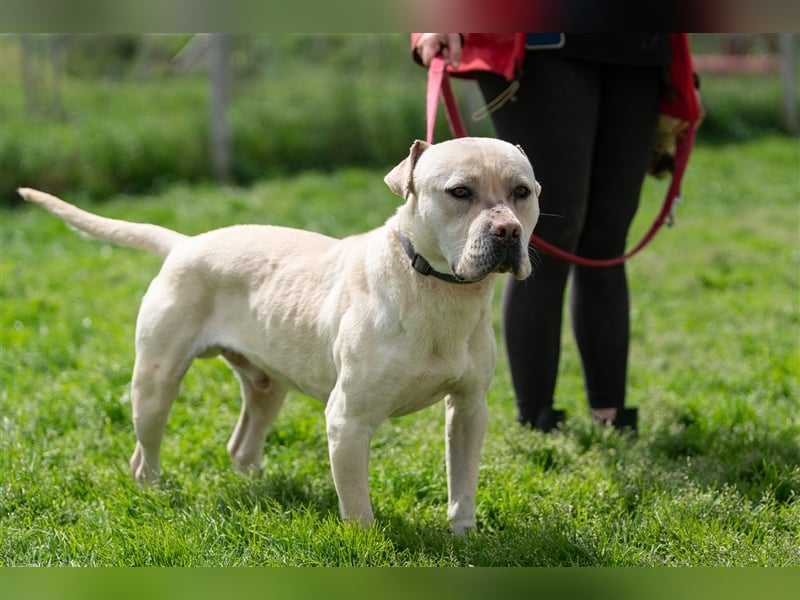 Labanc sucht Ruhe in A/CH/NL/SWE