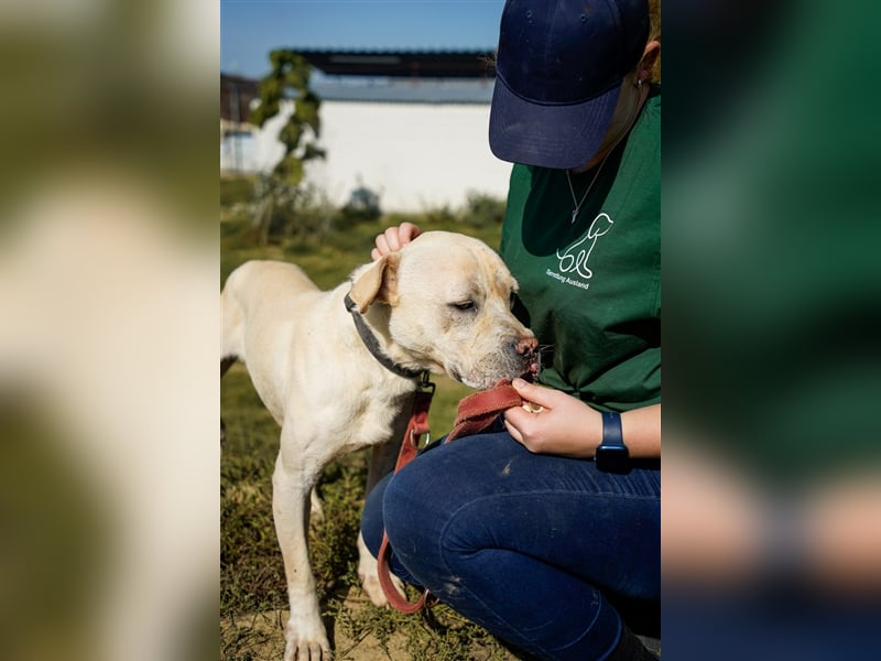 Labanc sucht Ruhe in A/CH/NL/SWE