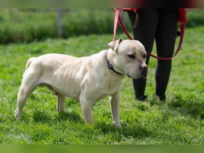 Labanc sucht Ruhe in A/CH/NL/SWE