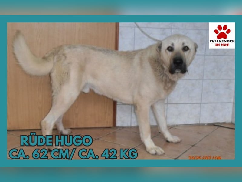 MIschlingsrüde Hugo