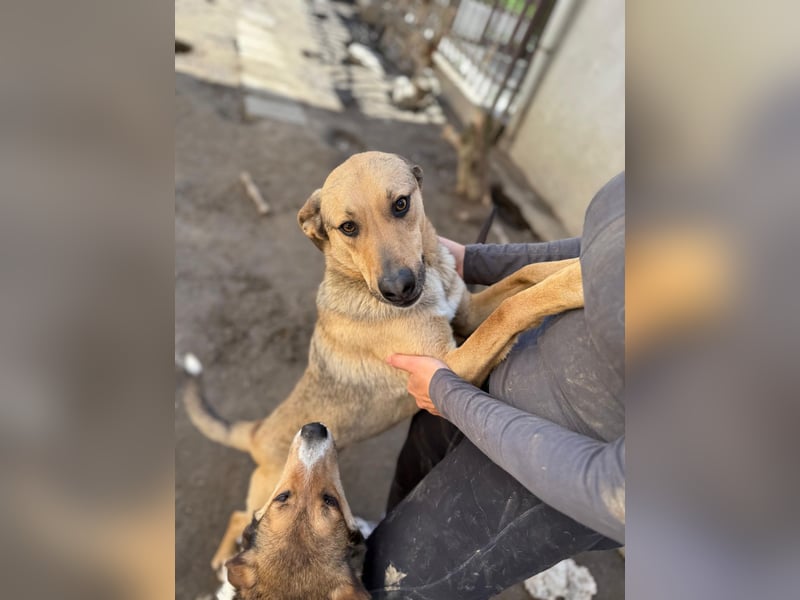Alex - Freundlicher Jungspund sucht liebevolles Zuhause