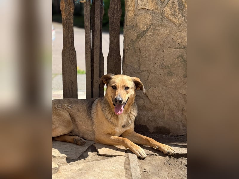 Alex - Freundlicher Jungspund sucht liebevolles Zuhause