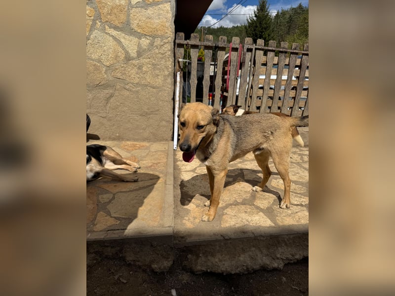 Alex - Freundlicher Jungspund sucht liebevolles Zuhause
