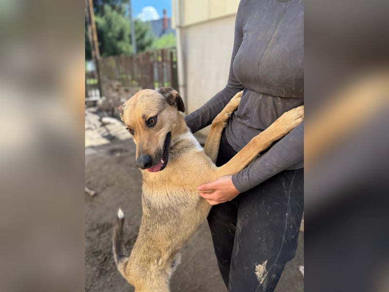 Alex - Freundlicher Jungspund sucht liebevolles Zuhause