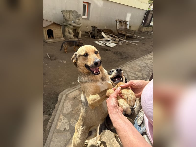 Alex - Freundlicher Jungspund sucht liebevolles Zuhause