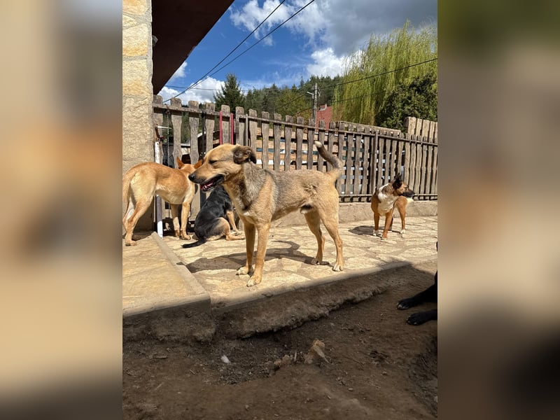 Alex - Freundlicher Jungspund sucht liebevolles Zuhause