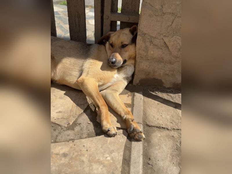 Alex - Freundlicher Jungspund sucht liebevolles Zuhause