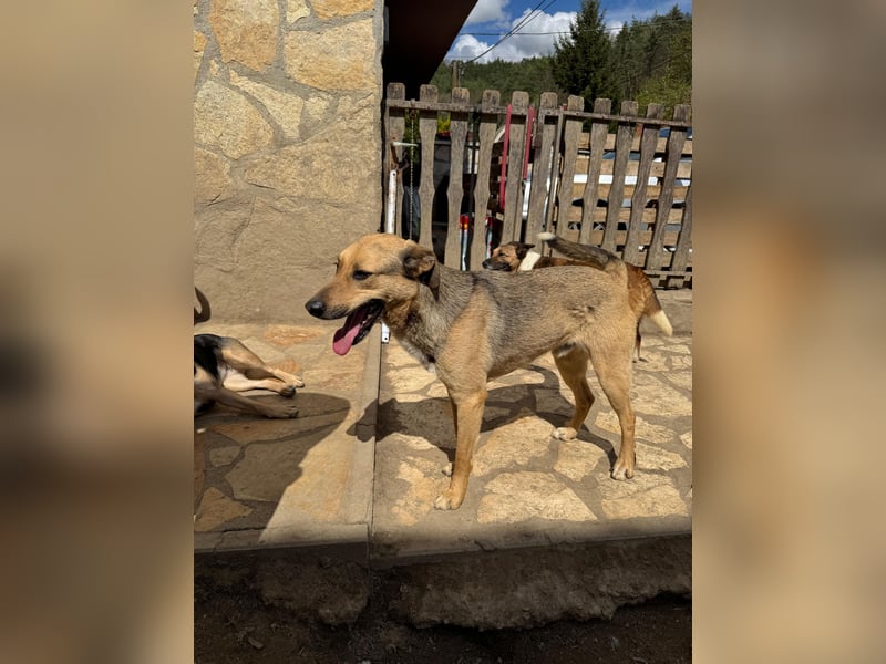 Alex - Freundlicher Jungspund sucht liebevolles Zuhause