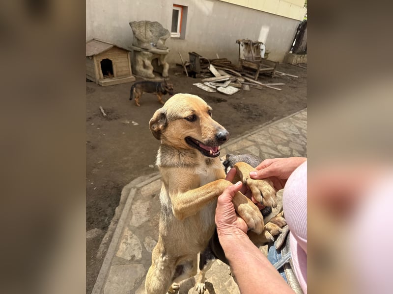 Alex - Freundlicher Jungspund sucht liebevolles Zuhause