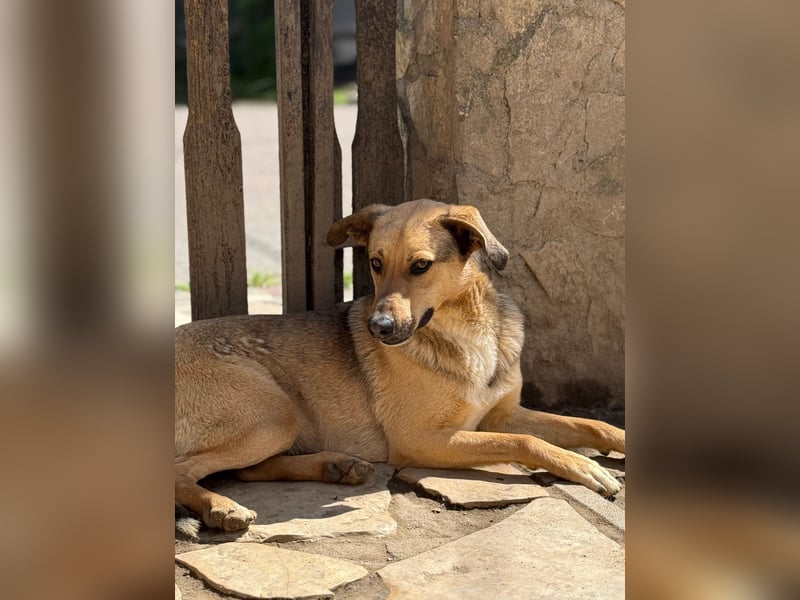 Alex - Freundlicher Jungspund sucht liebevolles Zuhause