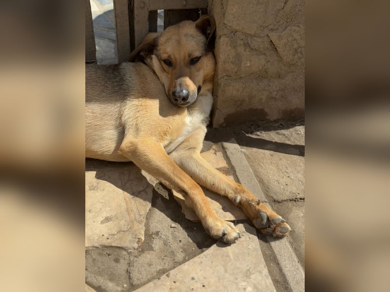 Alex - Freundlicher Jungspund sucht liebevolles Zuhause