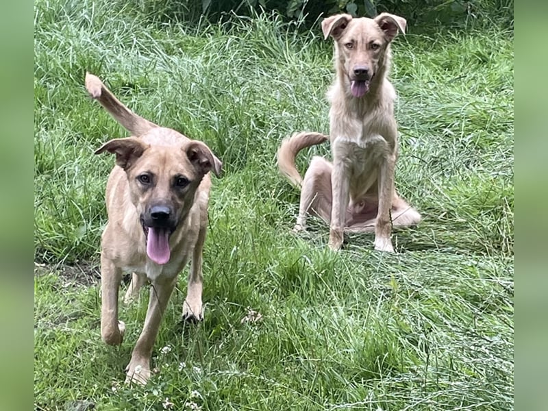 Redji- freundliches Hundekind
