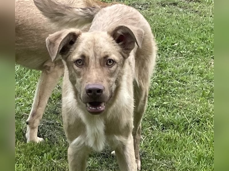 Redji- freundliches Hundekind