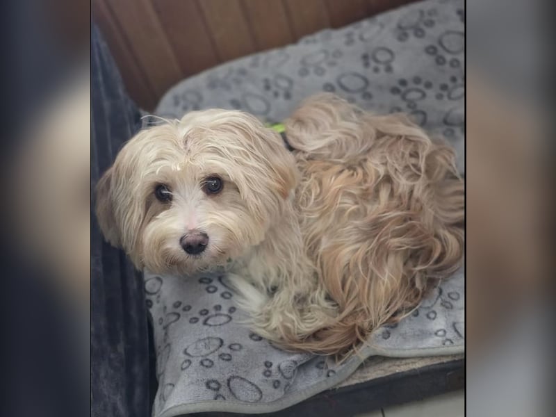 Bilbo sucht Traumzuhause!