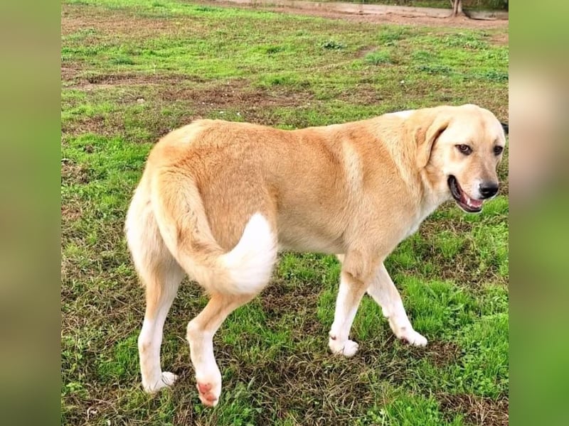 Ruby sucht wundervolles Zuhause!