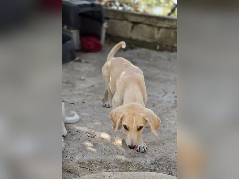 Samos sucht Traumzuhause!