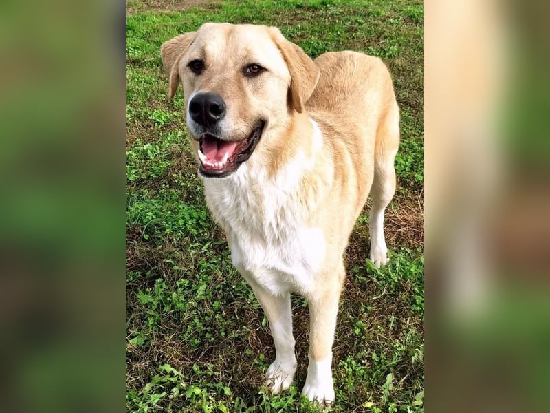 Ruby sucht wundervolles Zuhause!