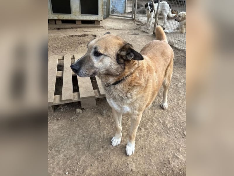Rex, zauberhafter Senior sucht kuscheliges warmes Körbchen für immer!