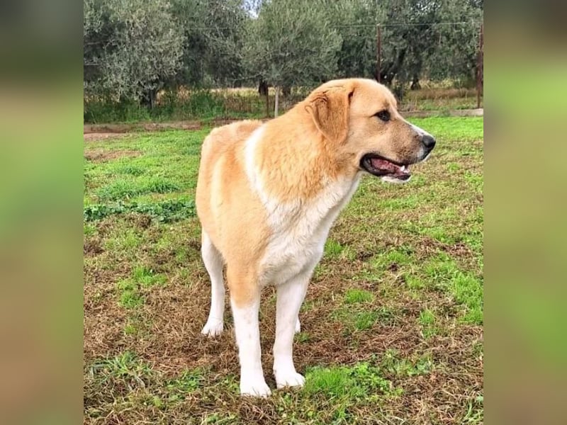 Ruby sucht wundervolles Zuhause!