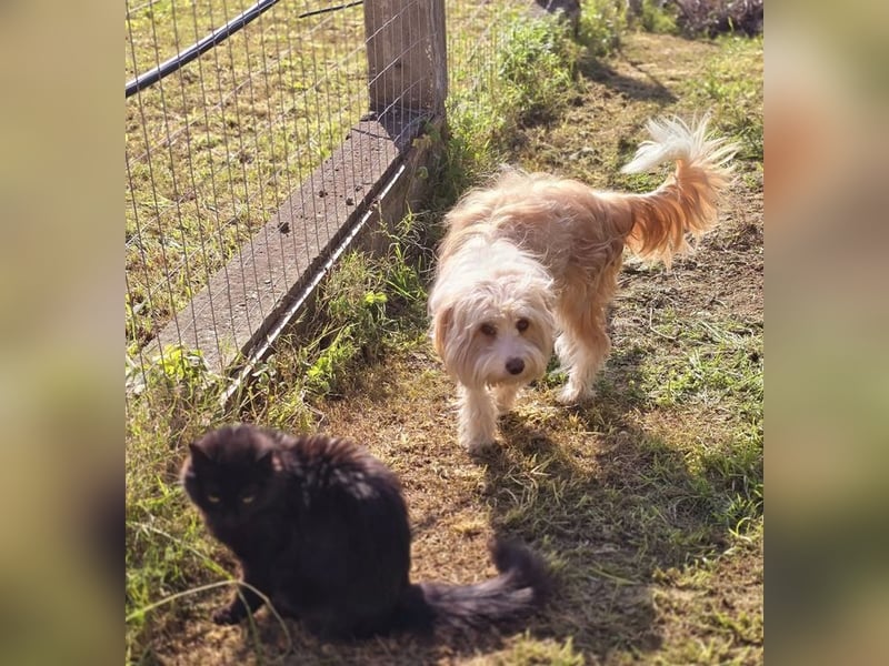 Bilbo sucht Traumzuhause!