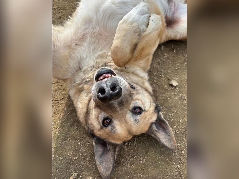 Rex, zauberhafter Senior sucht kuscheliges warmes Körbchen für immer!