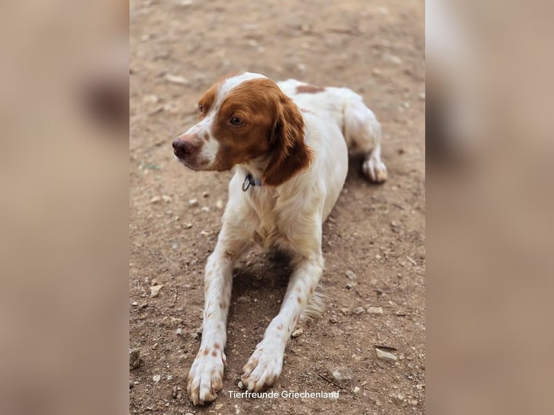 Nacho ist auf der Suche nach einem tollen Zuhause!