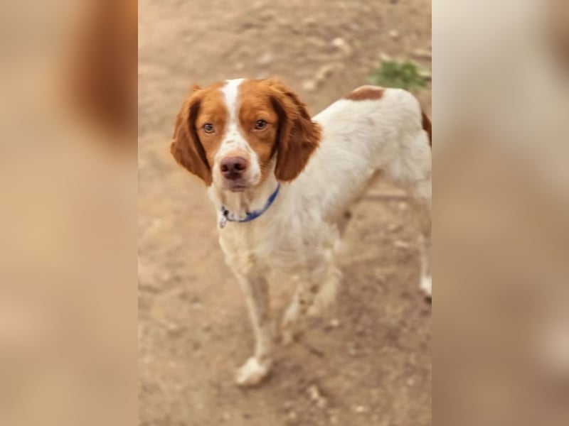Nacho ist auf der Suche nach einem tollen Zuhause!