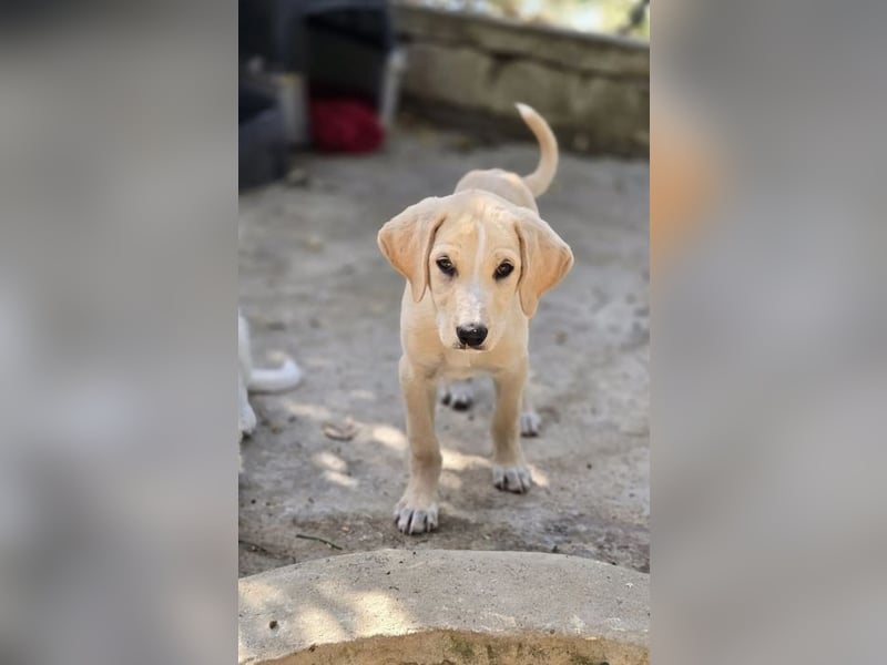 Samos sucht Traumzuhause!