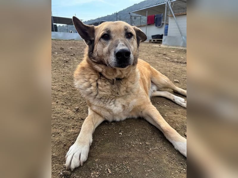 Rex, zauberhafter Senior sucht kuscheliges warmes Körbchen für immer!