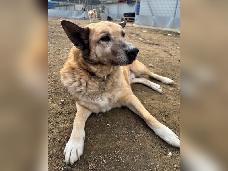 Rex, zauberhafter Senior sucht kuscheliges warmes Körbchen für immer!