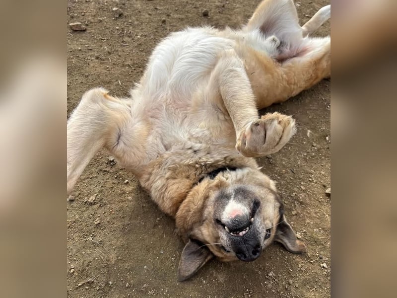 Rex, zauberhafter Senior sucht kuscheliges warmes Körbchen für immer!