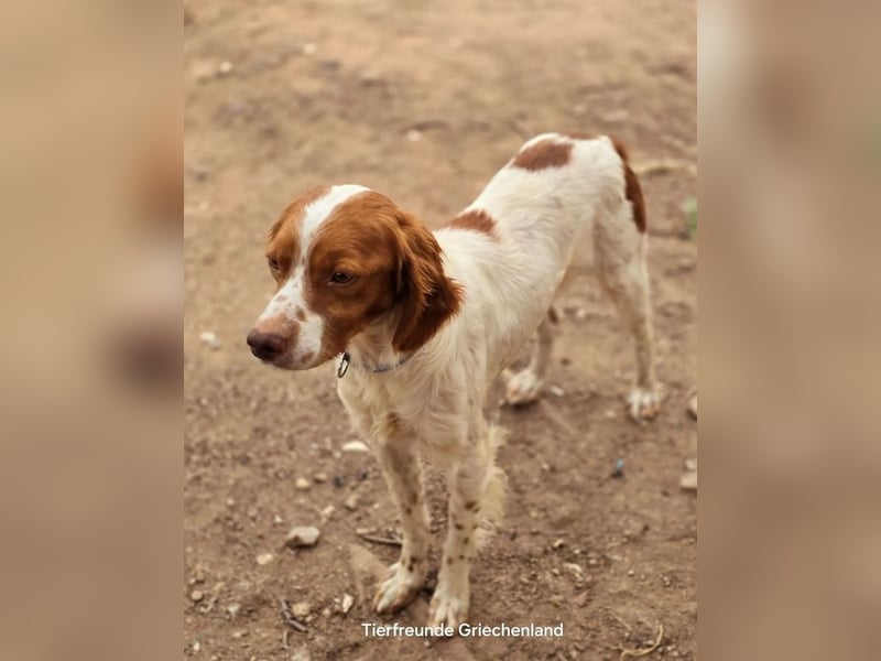 Nacho ist auf der Suche nach einem tollen Zuhause!