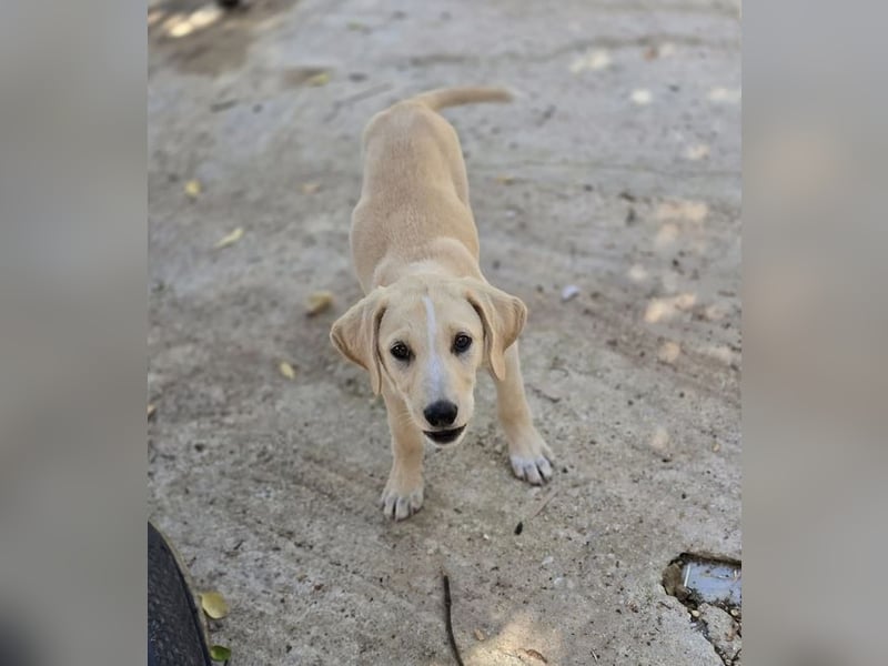 Samos sucht Traumzuhause!