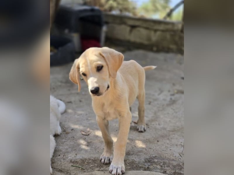 Samos sucht Traumzuhause!