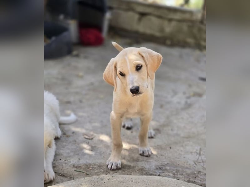 Samos sucht Traumzuhause!
