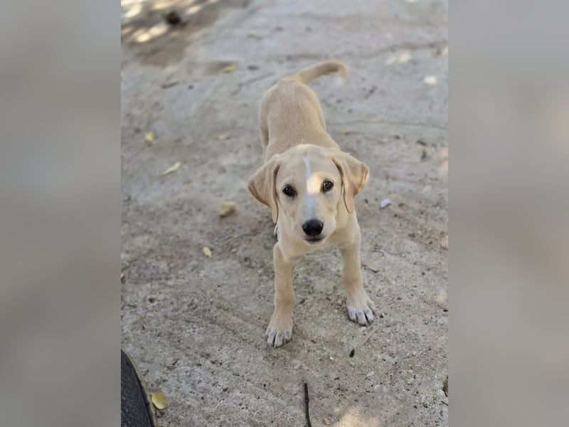 Samos sucht Traumzuhause!