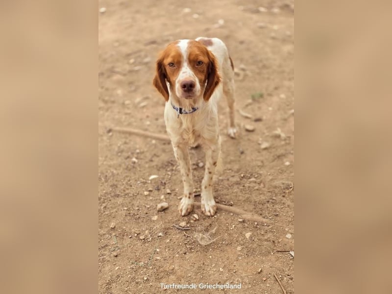 Nacho ist auf der Suche nach einem tollen Zuhause!