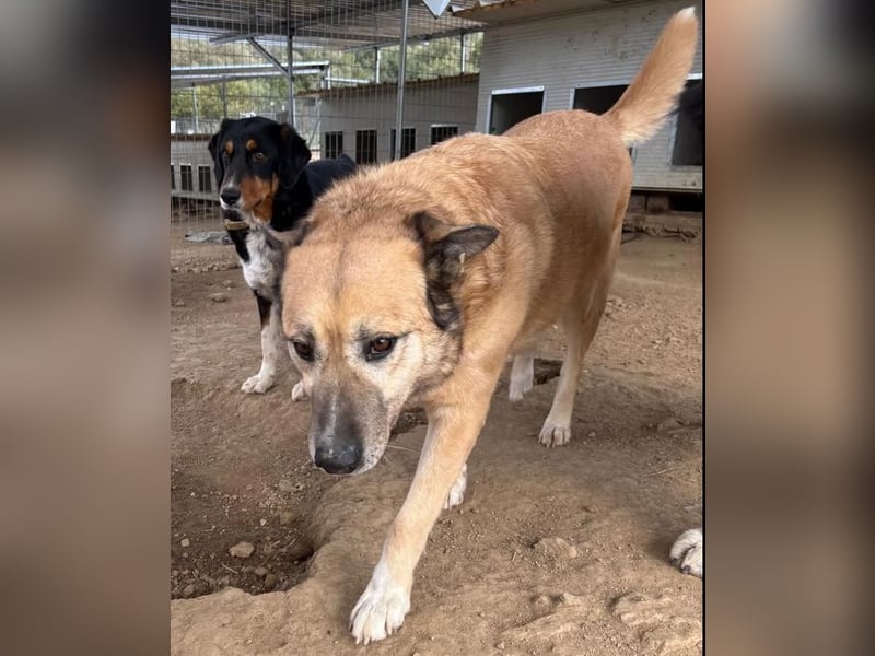 Rex, zauberhafter Senior sucht kuscheliges warmes Körbchen für immer!