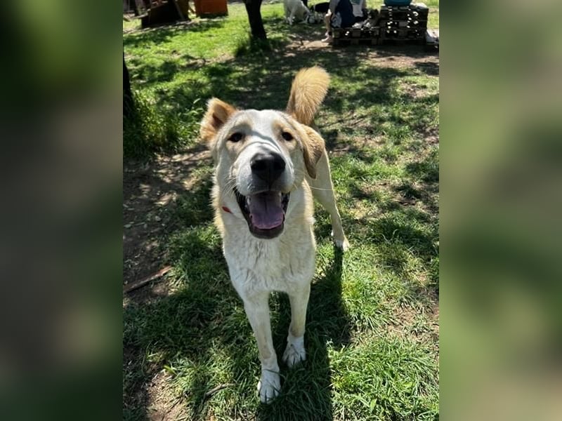 Nikola - sensibler Traumhund sucht seine Familie