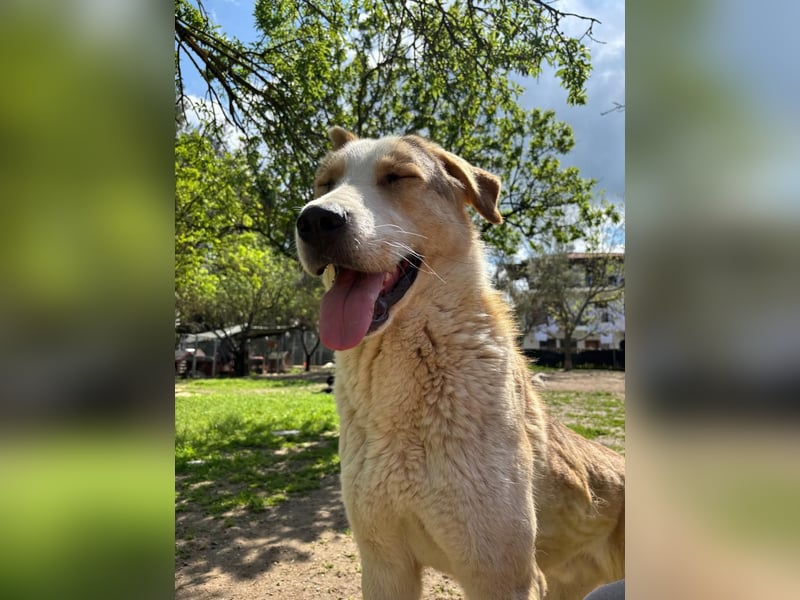 Nikola - sensibler Traumhund sucht sein Zuhause