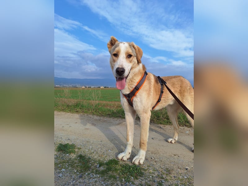 Nikola - sensibler Traumhund sucht sein Zuhause