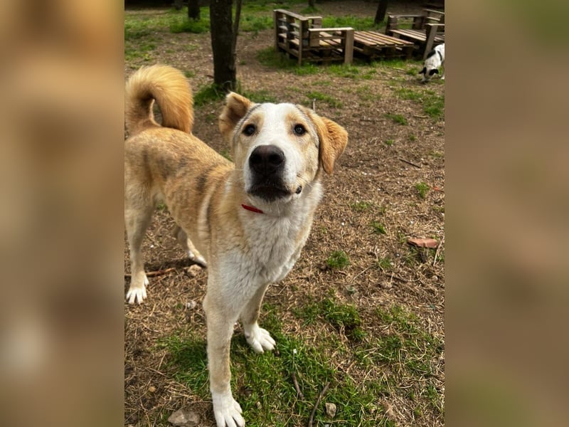 Nikola - sensibler Traumhund sucht sein Zuhause