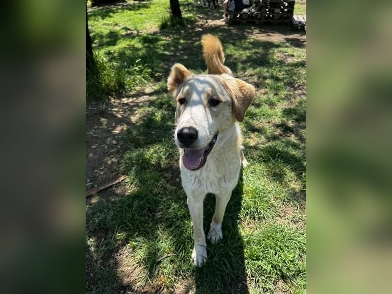 Nikola - sensibler Traumhund sucht sein Zuhause