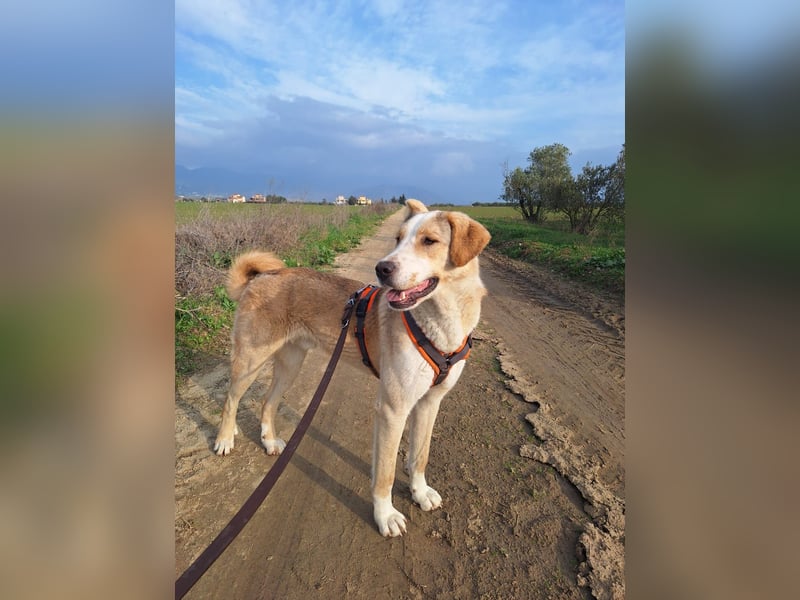 Nikola - sensibler Traumhund sucht seine Familie