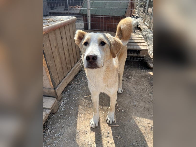 Nikola - sensibler Traumhund sucht sein Zuhause