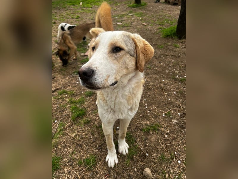 Nikola - sensibler Traumhund sucht sein Zuhause