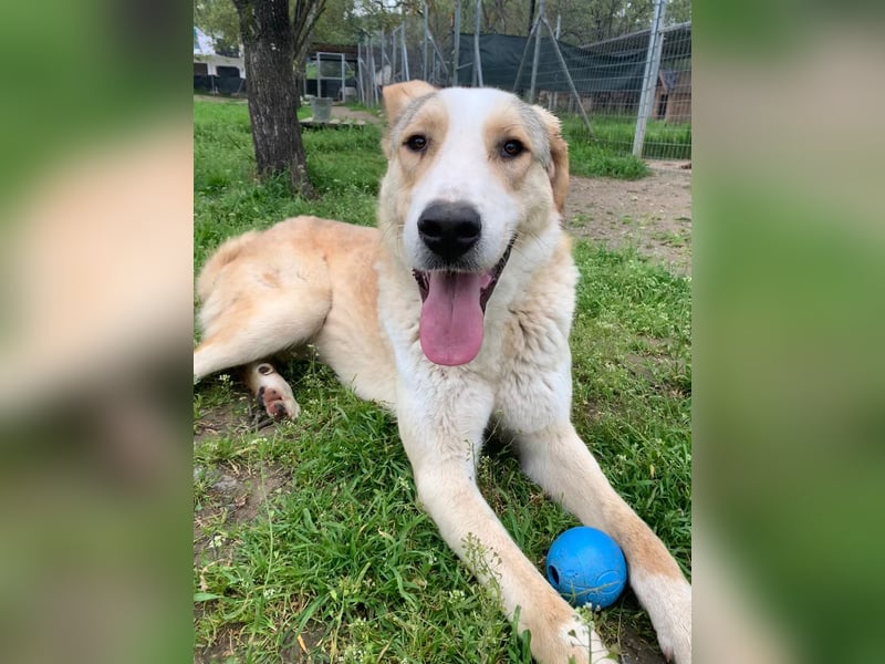 Nikola - sensibler Traumhund sucht seine Familie
